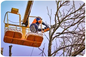 Tala y Podas en Altura guadalajara Taladores y podadores de árboles Ávila Podas de altura, Guadalajara