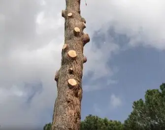 Podas y talas de árboes en altura Guadalajara